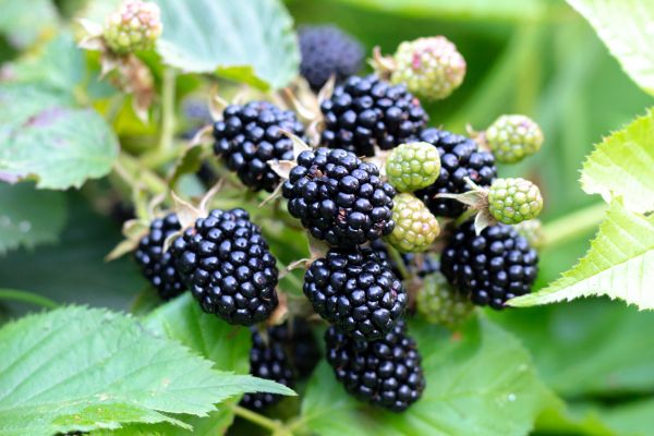 Blackberry Bush Removal in Oroville