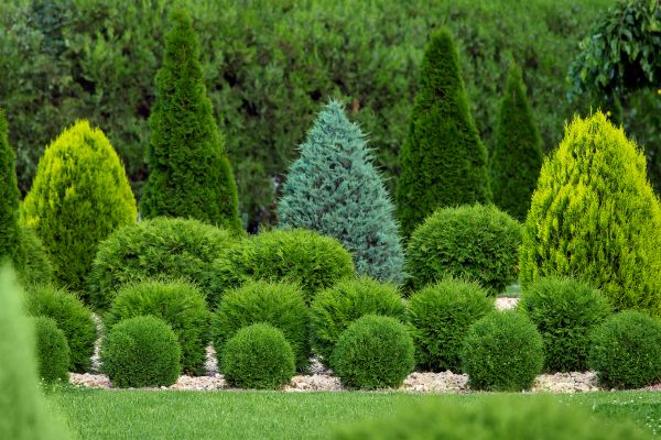 Bush Shaping Service in Oroville