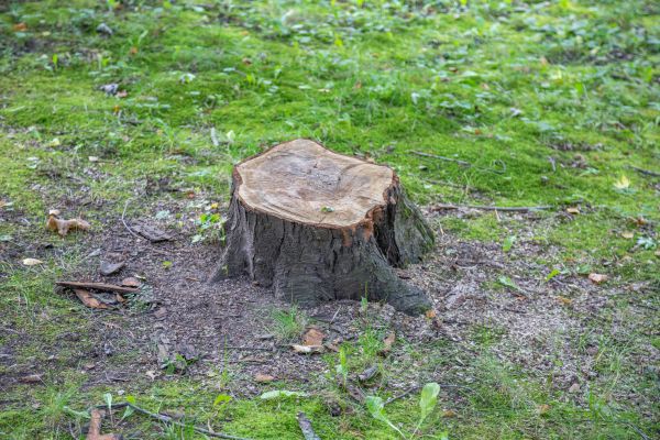 Bush Stump Removal in Oroville