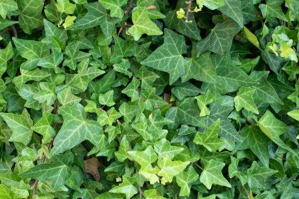 English Ivy Removal in Oroville