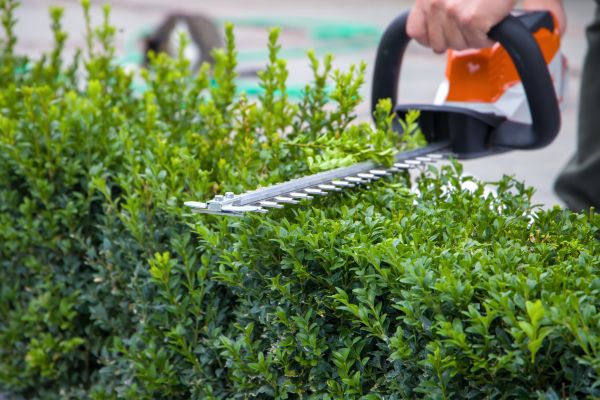 Hedge Pruning in Oroville
