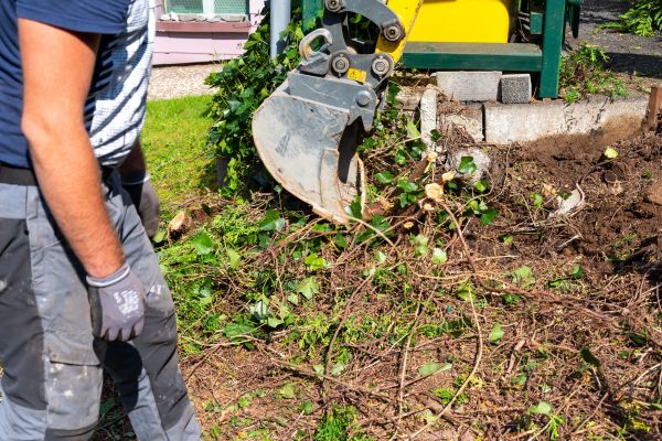 Hedge Removal Service in Oroville