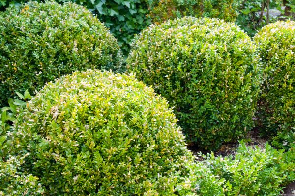 Landscape Trimming Service in Oroville