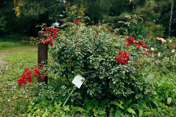Rose Bush Removal in Oroville