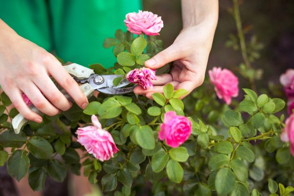 Cost of Rose Trimming in Oroville