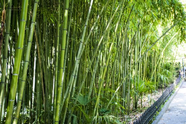 Bamboo Root Removal in Oroville