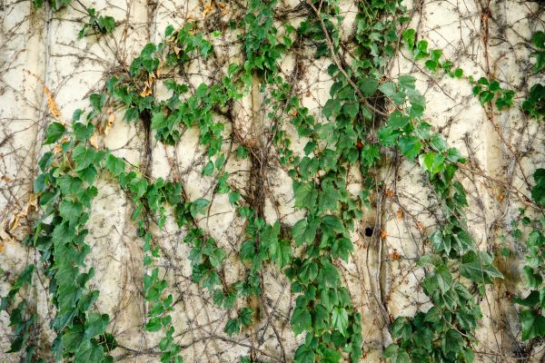 Vine Removal Service in Oroville