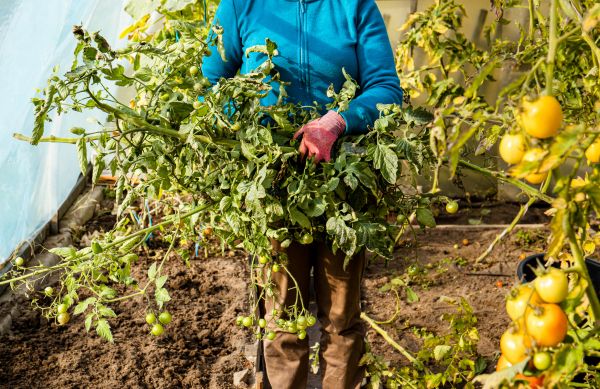 Garden Plant Removal in Oroville