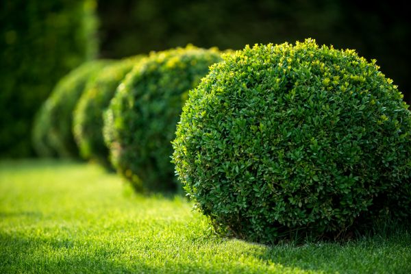 Cost of Bush Pruning in Oroville