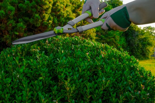 Topiary Shearing in Oroville