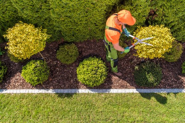 Topiary Trimming in Oroville