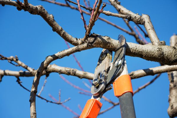 Selective Pruning in Oroville