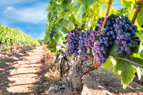 Cost of Grapevine Pruning in Oroville