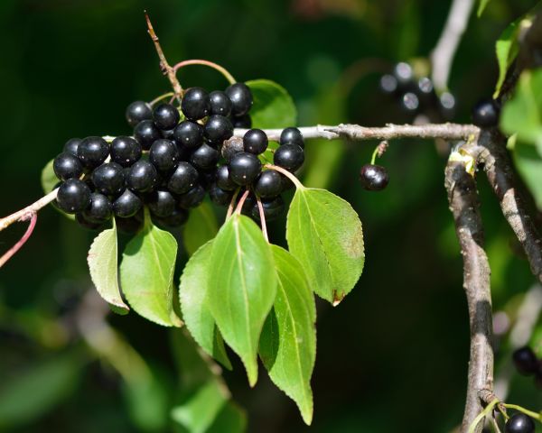 Buckthorn Removal in Oroville