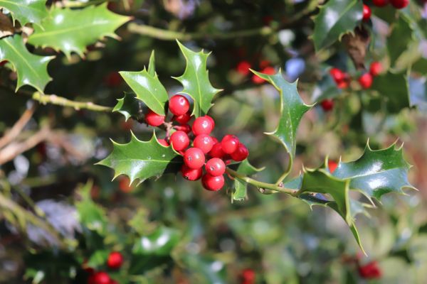 Cost of Holly Tree Trimming in Oroville