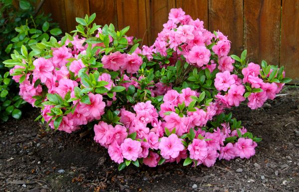 Azaleas Removal in Oroville