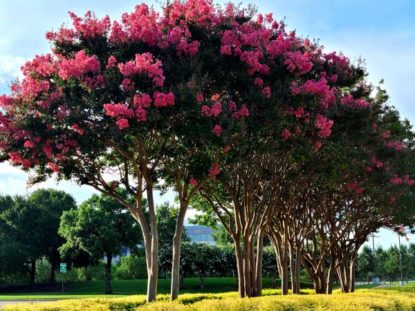 Cost of Crepe Myrtle Pruning in Oroville