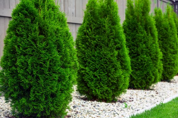 Cost of Arborvitae Pruning in Oroville
