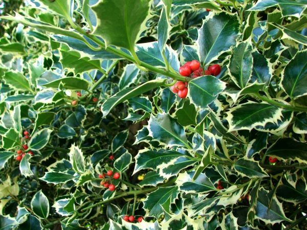 Cost of Holly Bushes Trimming in Oroville