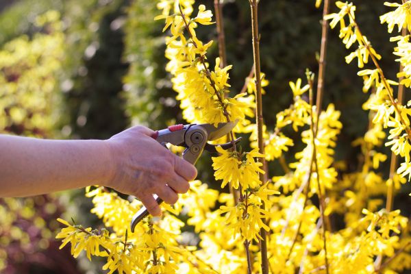 Forsythia Pruning in Oroville