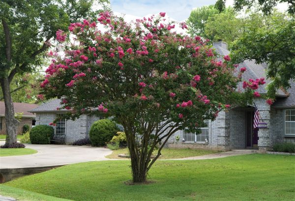 Crepe Myrtle Trimming in Oroville