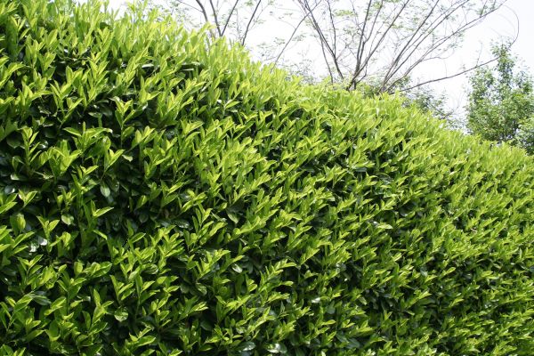 Laurel Shrub Removal in Oroville