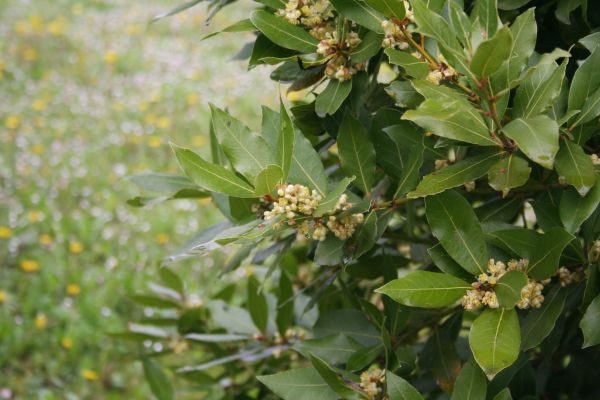 Laurel Trimming in Oroville