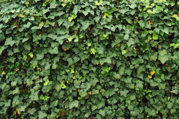 Ivy Pruning service in Oroville