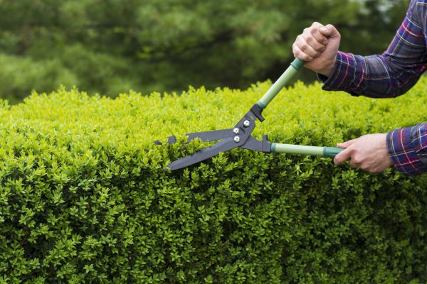 Evergreen Shrub Pruning in Oroville
