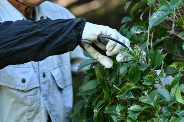 Holly Pruning in Oroville