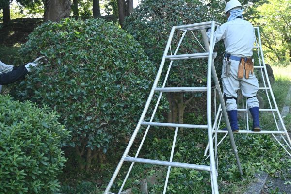 Holly Shaping in Oroville