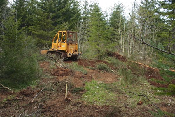 Shrubbery Clearing in Oroville