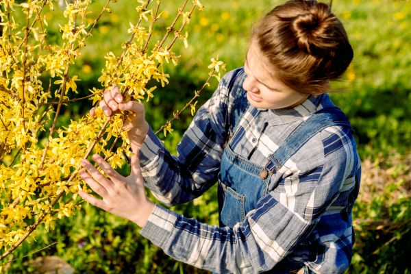 Cost of Forsythia Trimming in Oroville