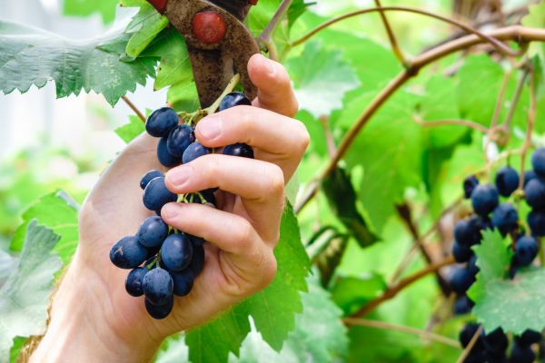 Vineyard Pruning in Oroville