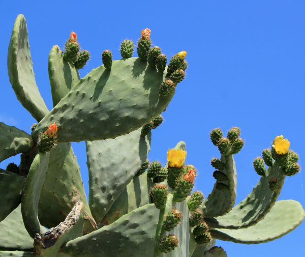 Cactus Removal in Oroville
