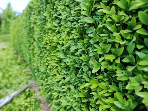 Cost of Boxwood Pruning in Oroville