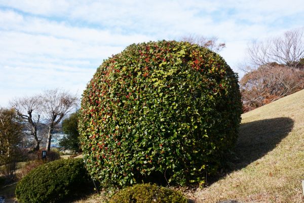 Cost of Holly Shrub Pruning in Oroville