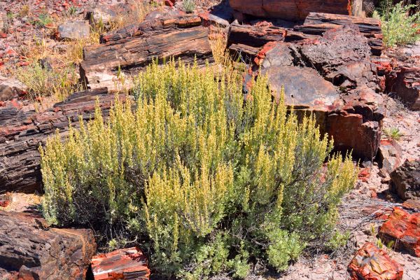 Sagebrush Removal in Oroville