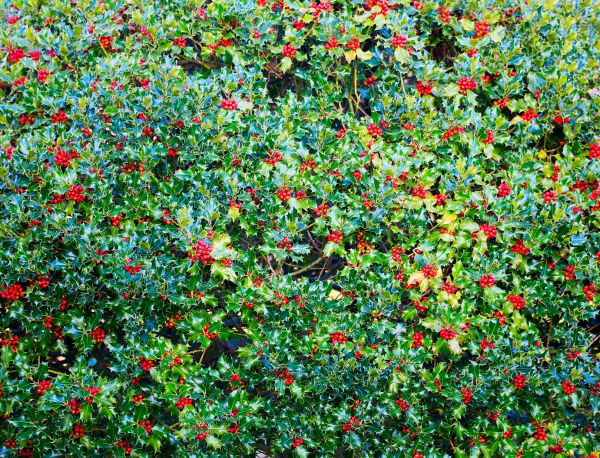 Holly Bush Removal in Oroville