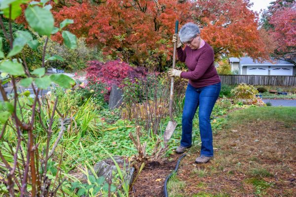 Dead Bush Removal in Oroville
