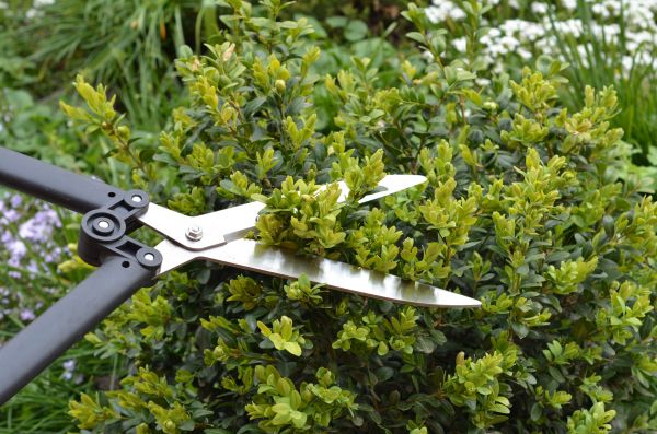 Cost of Boxwood Trimming in Oroville