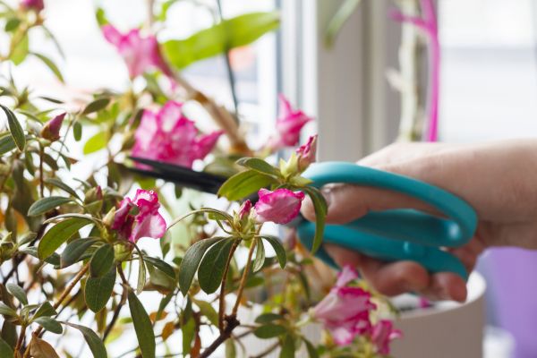 Azalea Pruning in Oroville