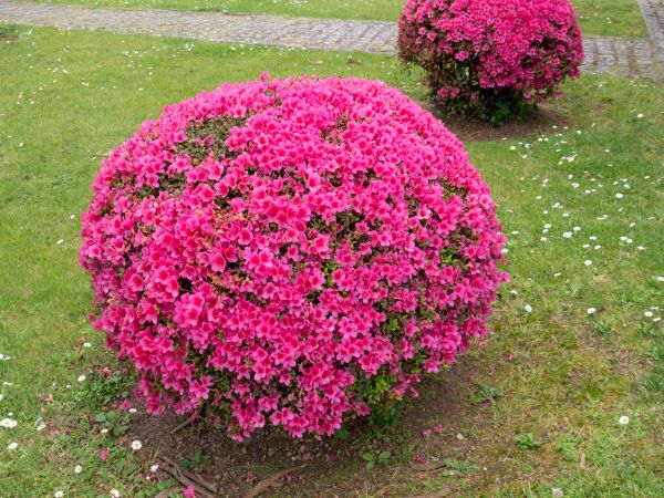 Cost of Rhododendron Pruning in Oroville