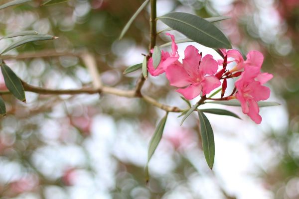 Oleander Removal in Oroville