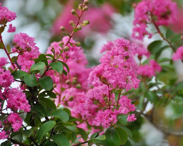 Crepe Myrtle Removal in Oroville
