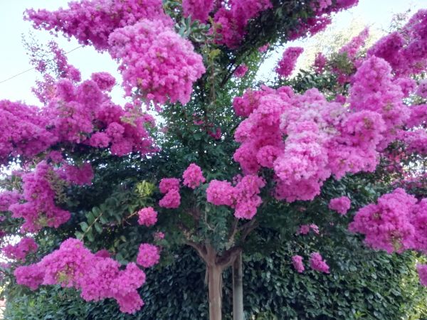 Cost of Crape Myrtle Pruning in Oroville