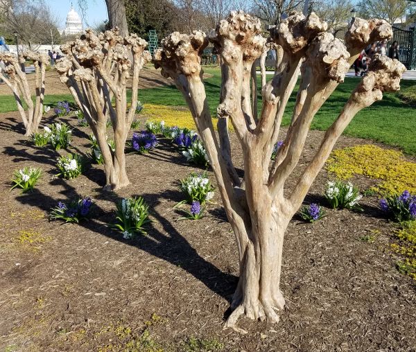 Myrtle Tree Removal in Oroville