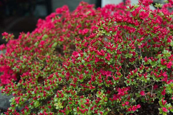 Weigela Removal Service in Oroville