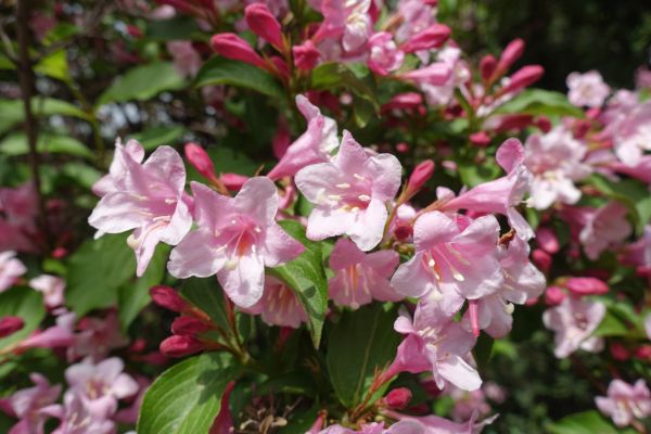 Weigela Pruning Service in Oroville