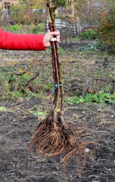 Shrub Root Removal in Oroville